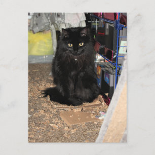 Carte Postale Cat