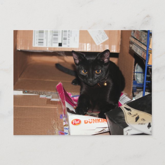 Carte Postale Cat (Devant)
