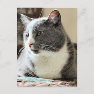 Carte Postale Cat
