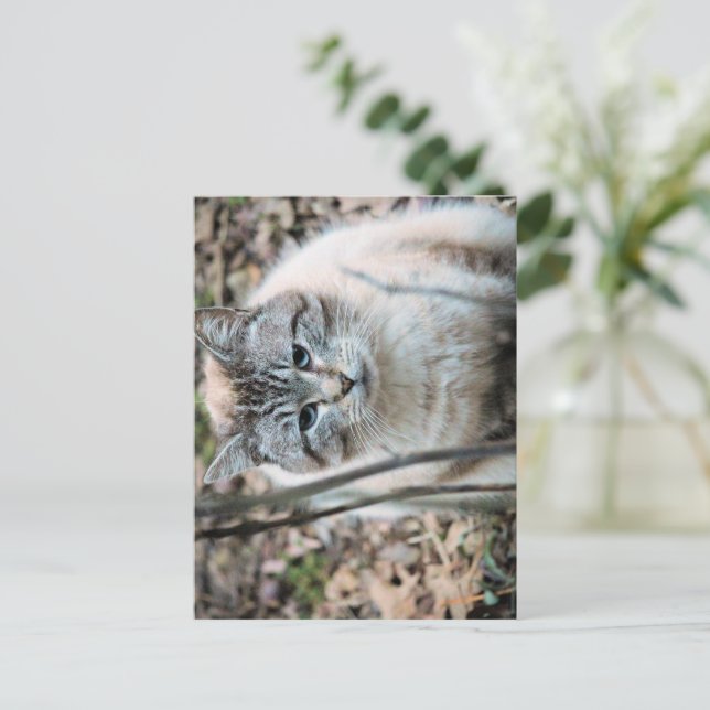 Carte Postale Cat (Debout devant)