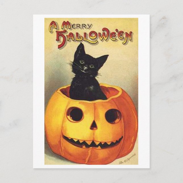 Carte Postale Cat (Devant)