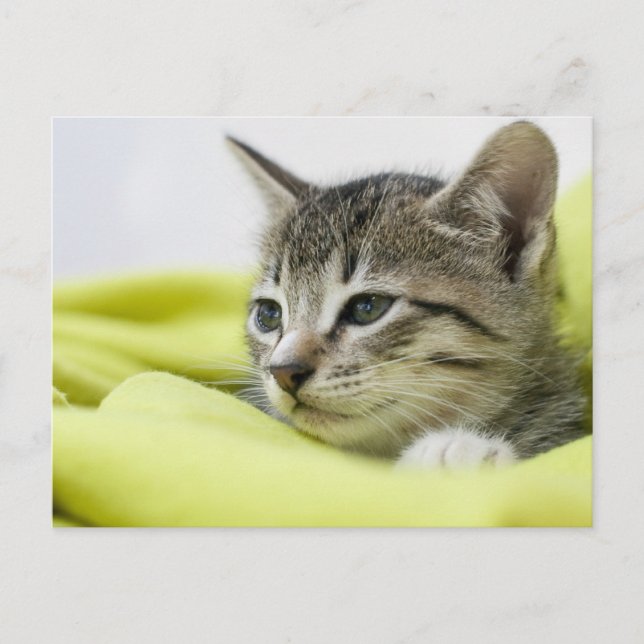 Carte Postale Cat (Devant)