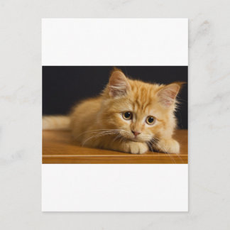 Carte Postale cat9.jpg
