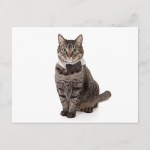 Carte Postale Cat à Tuxedo