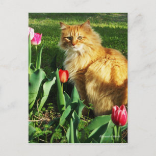 Carte postale Cat Among Tulips