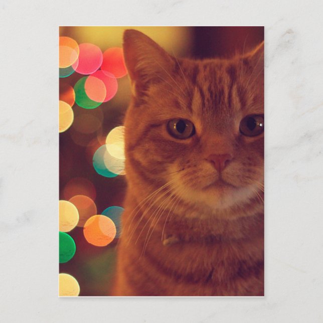 Carte Postale Cat and Christmas lights (Devant)