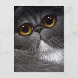 Carte postale CAT BICOLOR PERSIAN