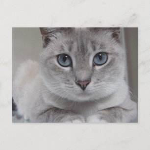 CARTE POSTALE CAT BURMILLA