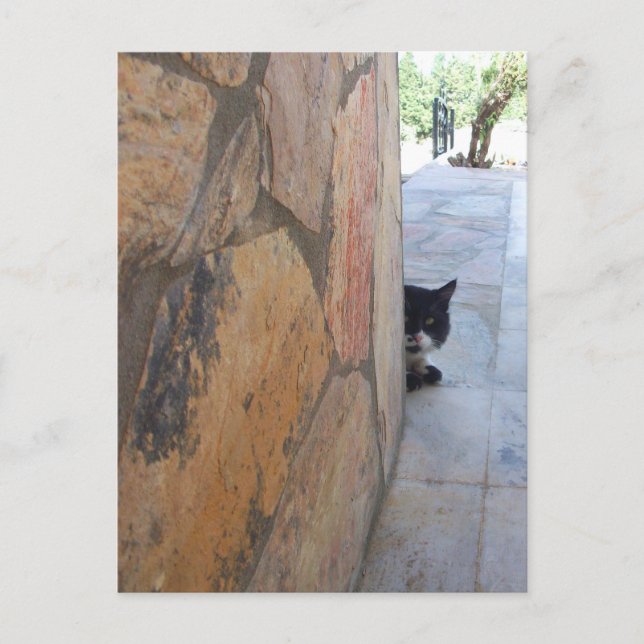 Carte Postale CAT de DÉTECTIVE DERRIÈRE le MUR EN PIERRE/fête (Devant)