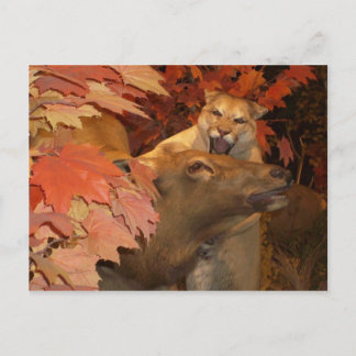 CARTE POSTALE CAT ET CAFF1