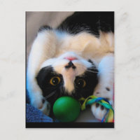 Cat is lying