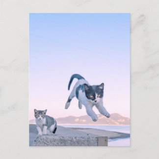 Carte Postale cat jump postcard