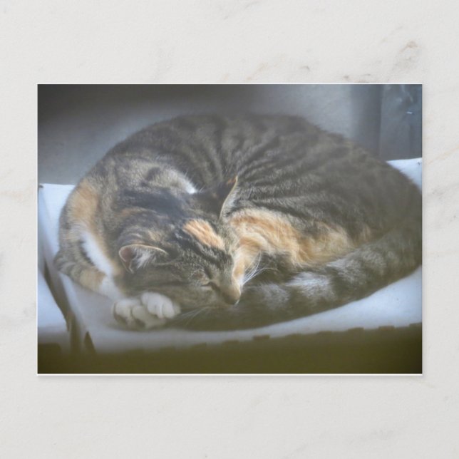 Carte Postale Cat Napping (Devant)