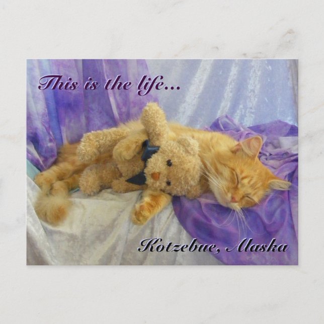Carte postale Cat Napping (Devant)