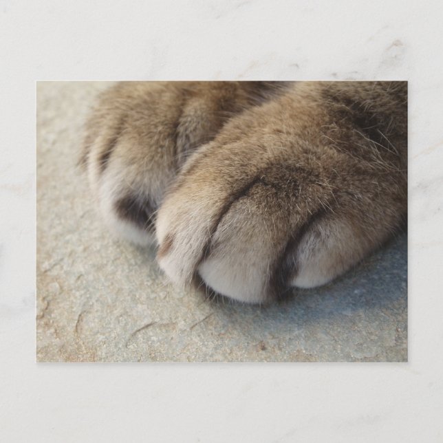Carte Postale Cat Paws (Devant)