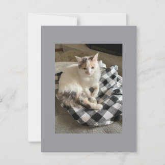 Carte Postale Cat Postcard