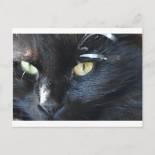 Carte Postale Cat vous regarde