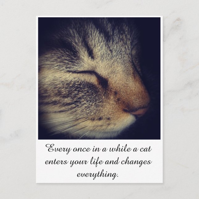 Carte Postale Cat White (Devant)