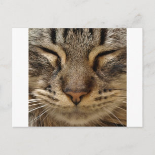 Carte Postale Cat @ ZooTees