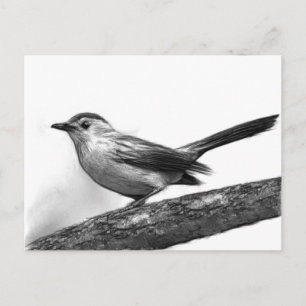 Carte Postale Catbird