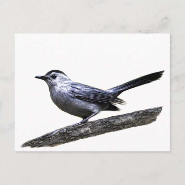 Carte Postale Catbird (Devant)