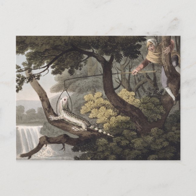 Carte Postale Catcher de Lizard mexicain, gravé par Matthew Dubo (Devant)