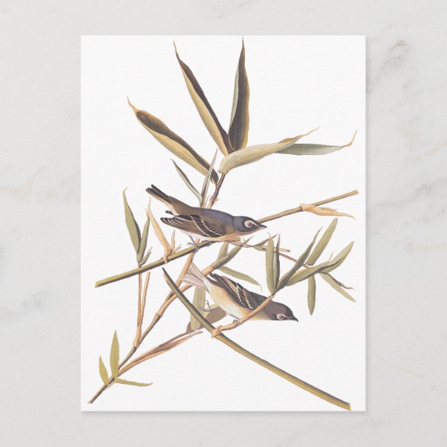 Carte Postale Catcher solaire d'Audubon (Devant)
