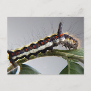 Carte postale Caterpillar