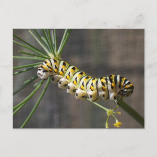 Carte postale Caterpillar