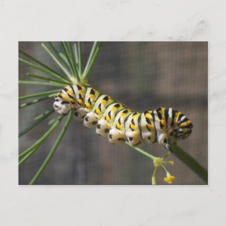 Carte postale Caterpillar