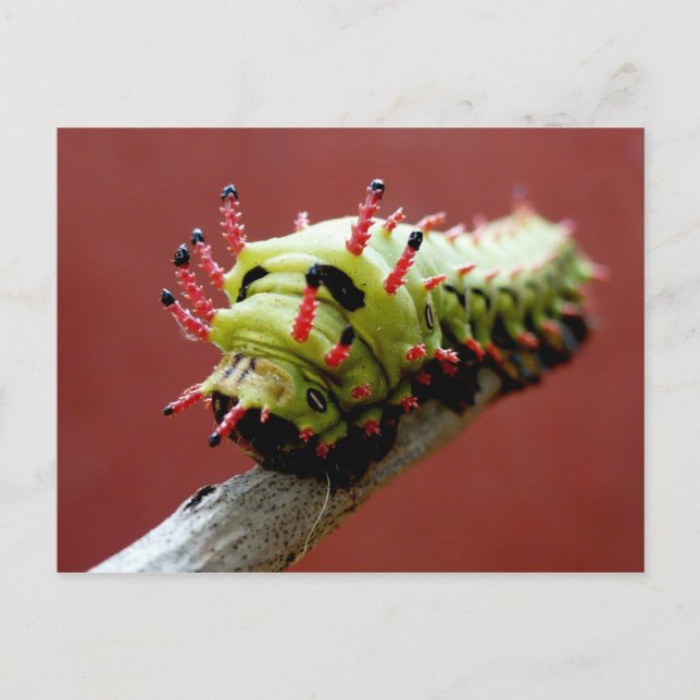 Carte Postale Caterpillar (Devant)