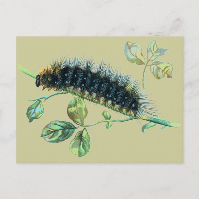 Carte Postale Caterpillar Arctia caja (Devant)