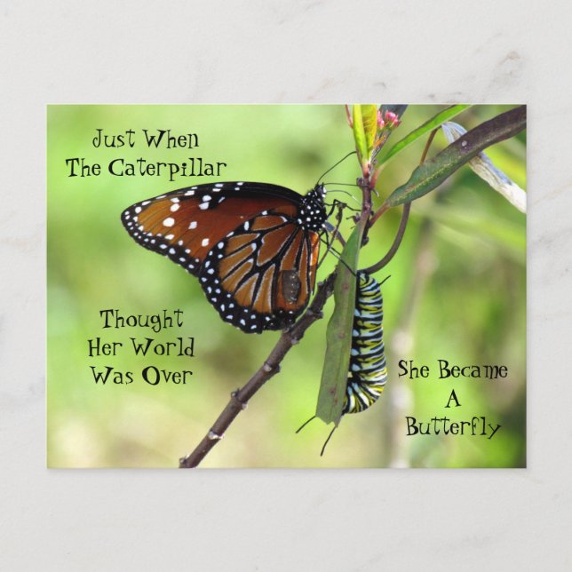 Carte postale Caterpillar / Caterpillar (Devant)