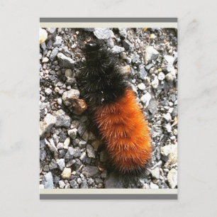 Carte Postale Caterpillar d'ours laineux