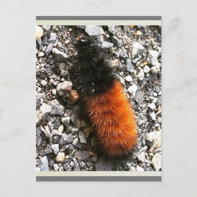 Carte Postale Caterpillar d'ours laineux (Devant)