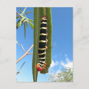 Carte Postale Caterpillar Escalade