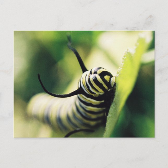 Carte Postale Caterpillar Up Close and Personal (Devant)