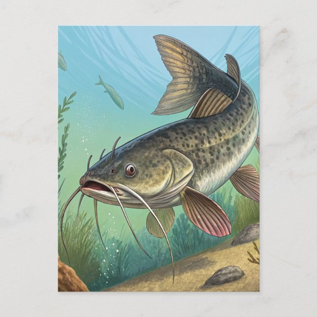 Carte Postale Catfish (Devant)