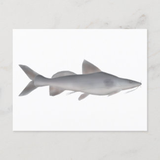 Carte Postale Catfish à long whisky