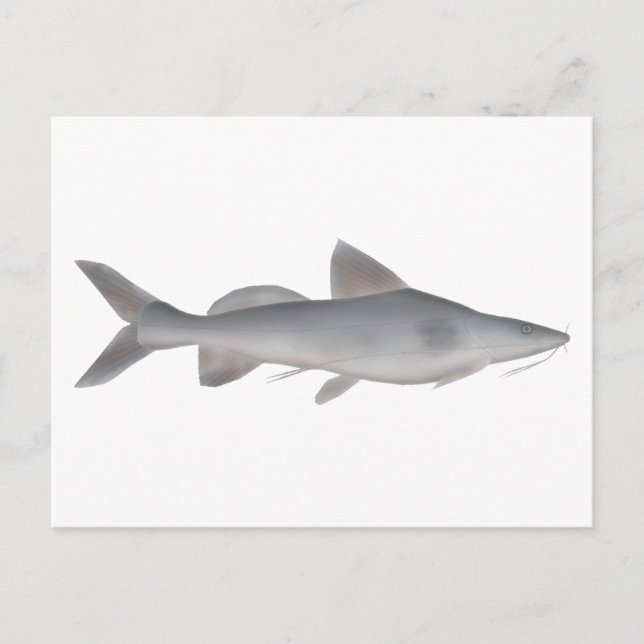 Carte Postale Catfish à long whisky (Devant)