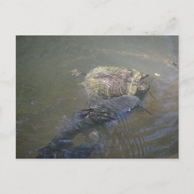 Carte postale Catfish and Turtle de la rivière (Devant)