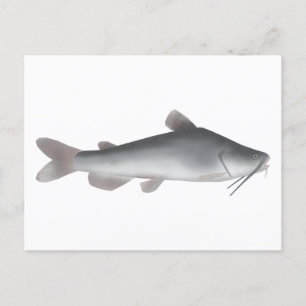 Carte Postale Catfish blanc