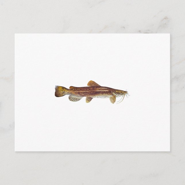 Carte Postale Catfish en tête de papier (Devant)