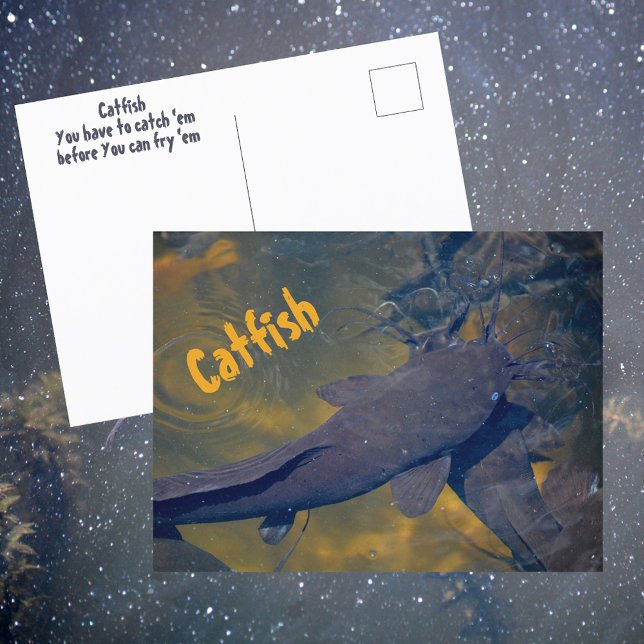 Carte Postale Catfish in Nature Poisson photographique (Créateur téléchargé)