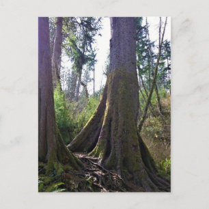Carte Postale Cathédrale Arbre, Astoria, Oregon