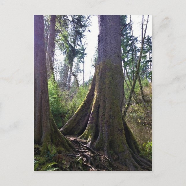 Carte Postale Cathédrale Arbre, Astoria, Oregon (Devant)