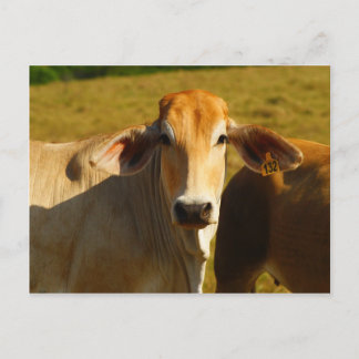 Carte Postale Cathine la jolie vache