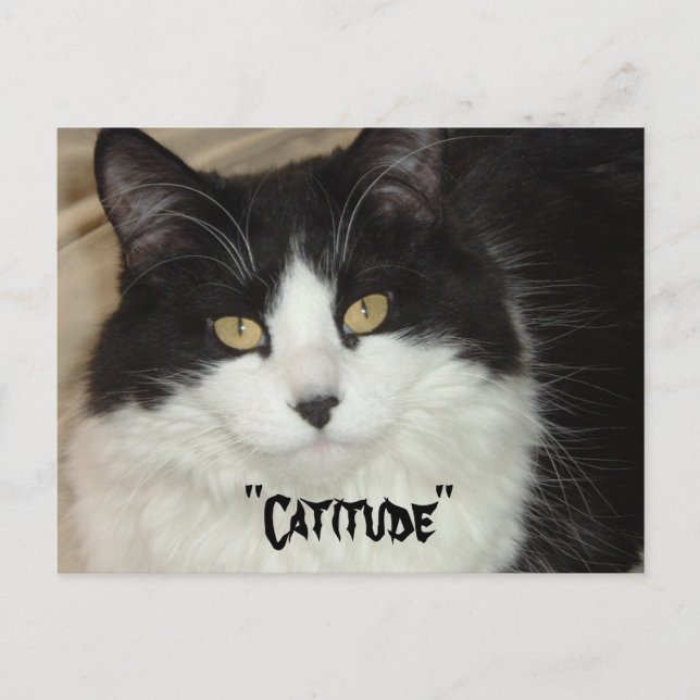 Carte Postale Catitude Chat avec une attitude (Devant)