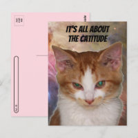 Carte postale Catitude de Reba