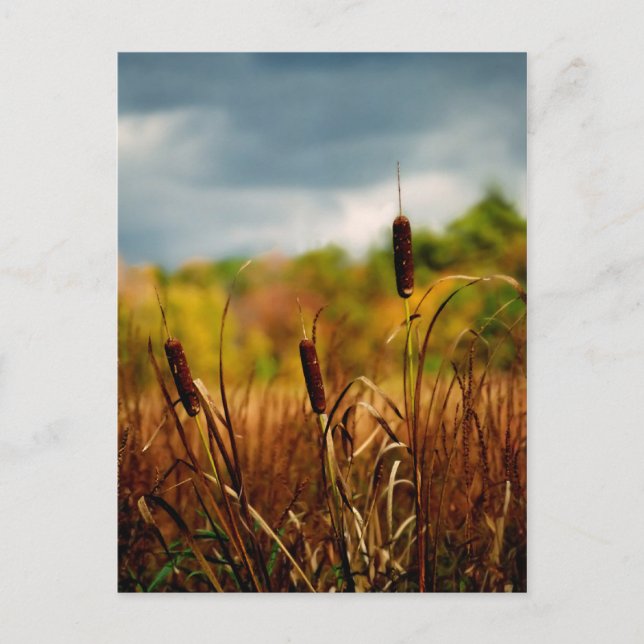 Carte Postale Cattails (Devant)